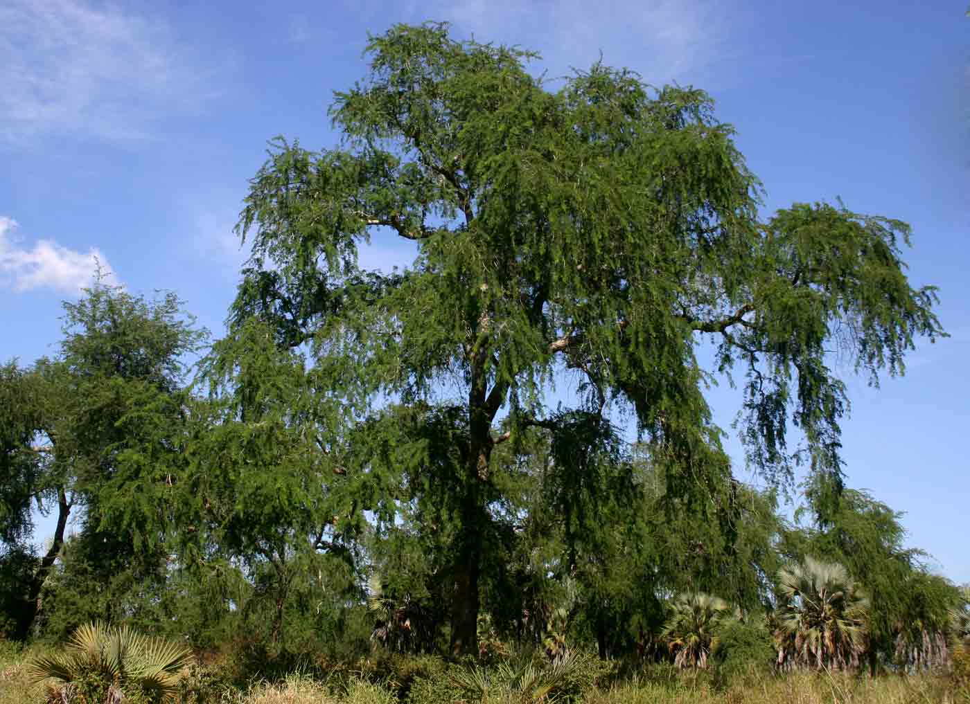 Faidherbia albida Faidherbia albida