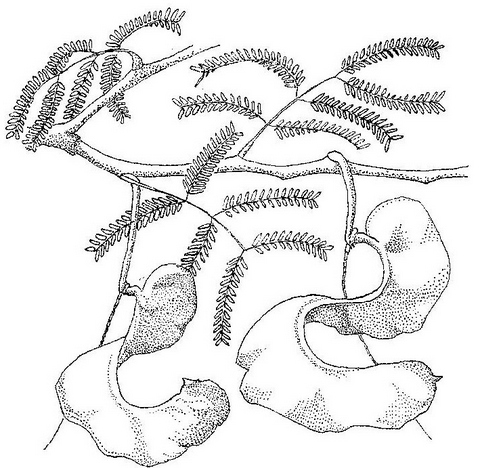 Faidherbia albida
