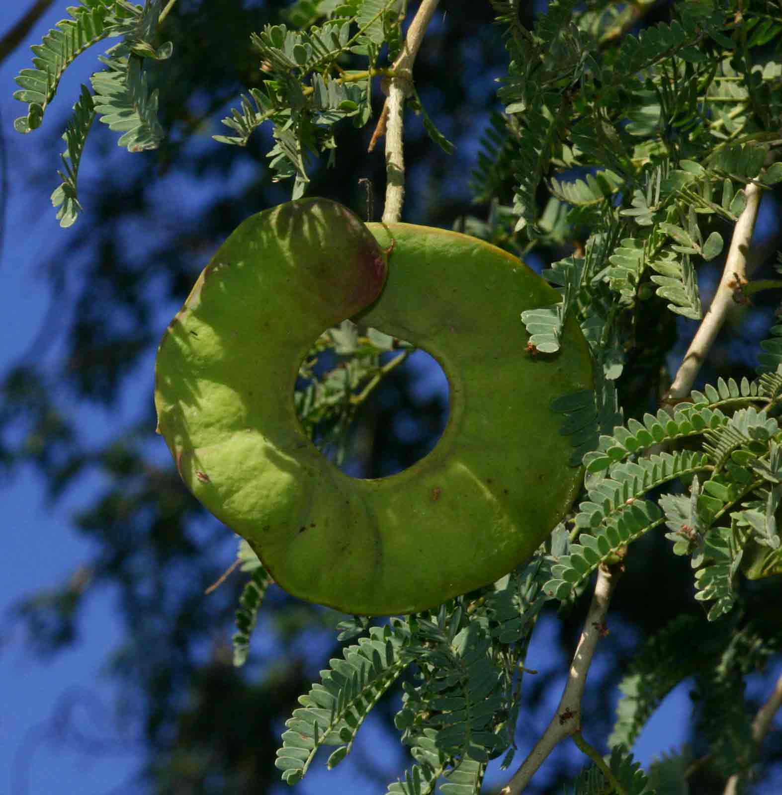 Faidherbia albida Faidherbia albida