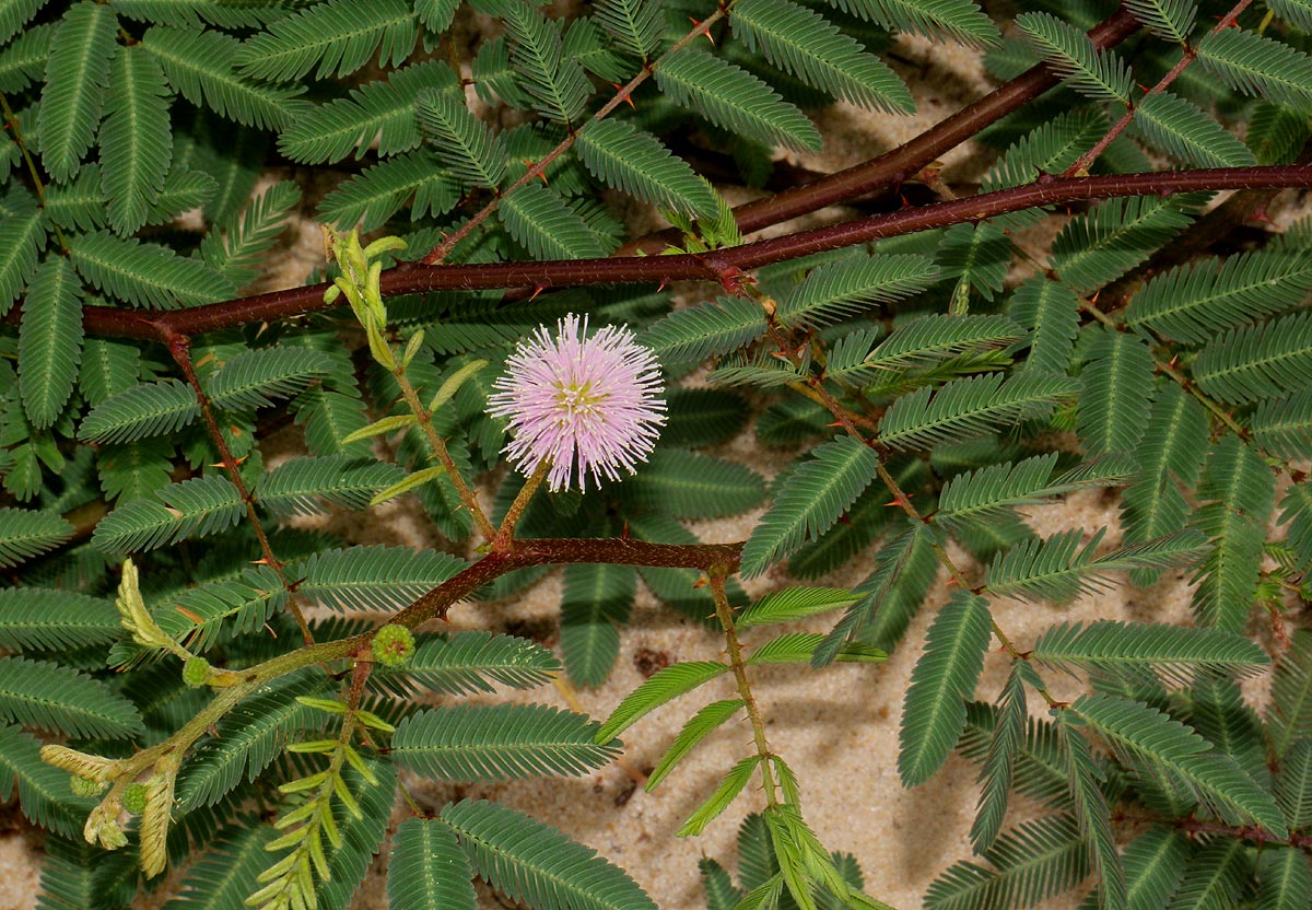 Mimosa pigra