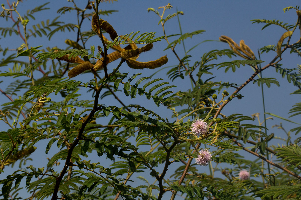 Mimosa pigra Mimosa pigra