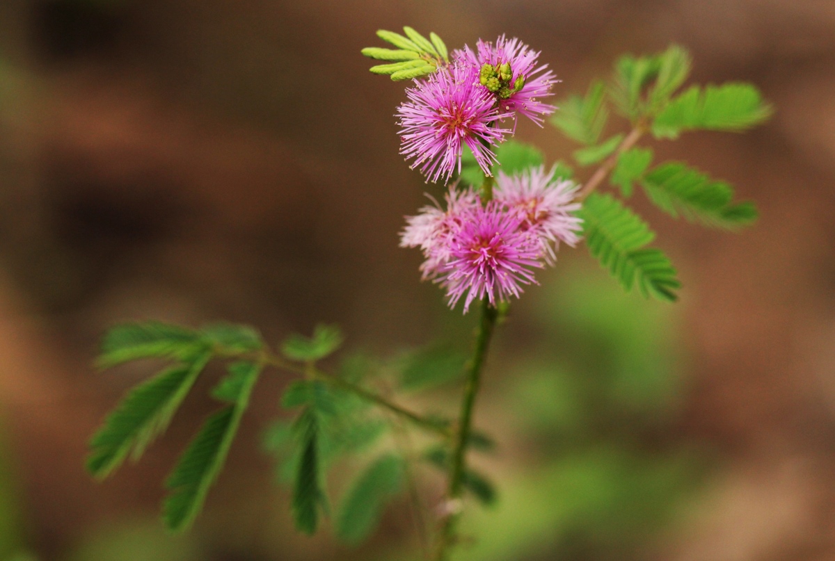 Mimosa pigra Mimosa pigra