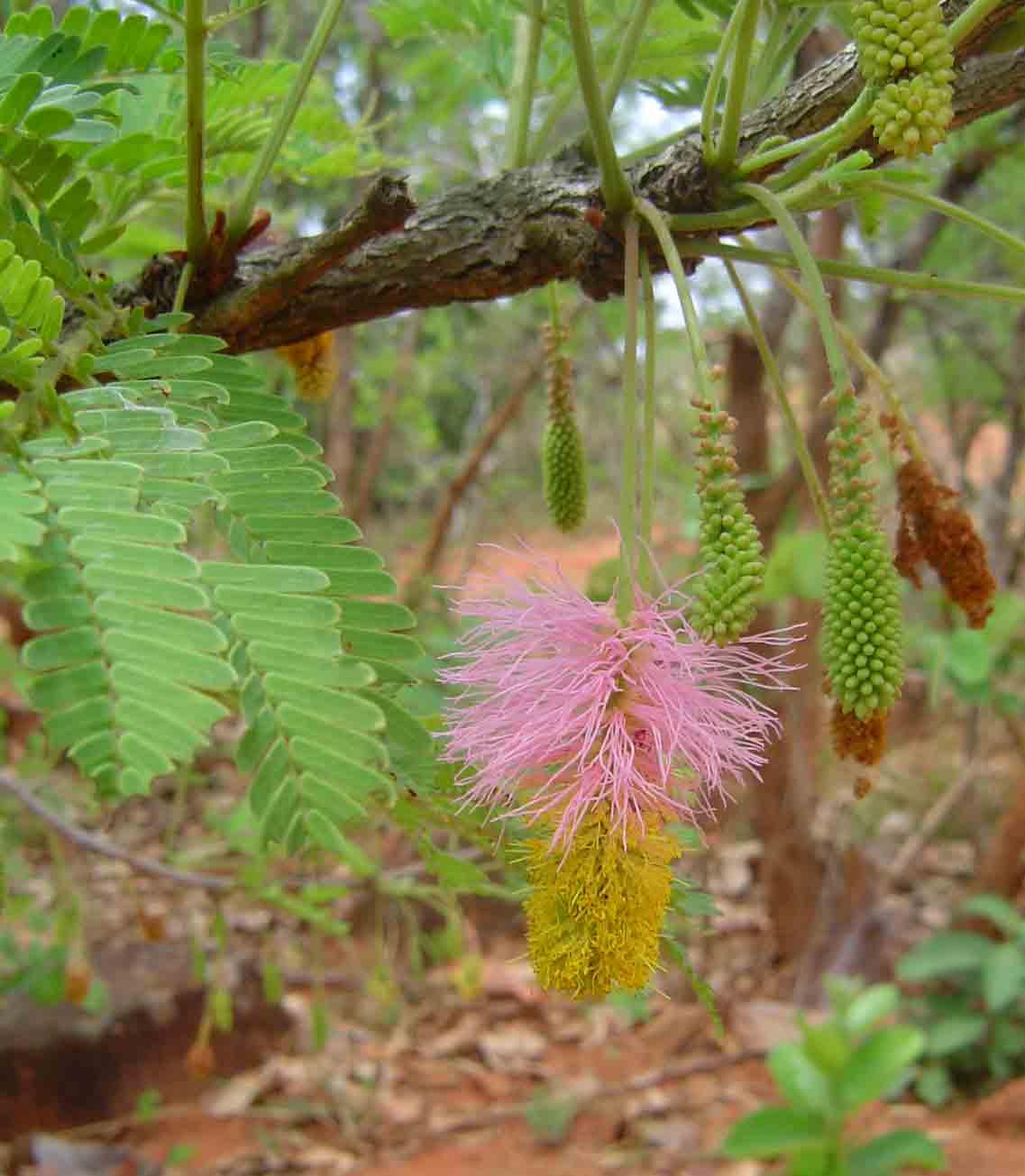 Dichrostachys cinerea