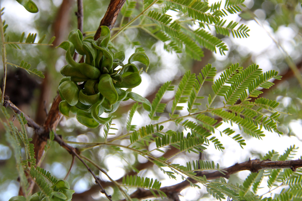 Dichrostachys cinerea