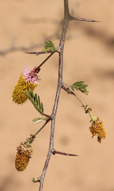 Dichrostachys cinerea
