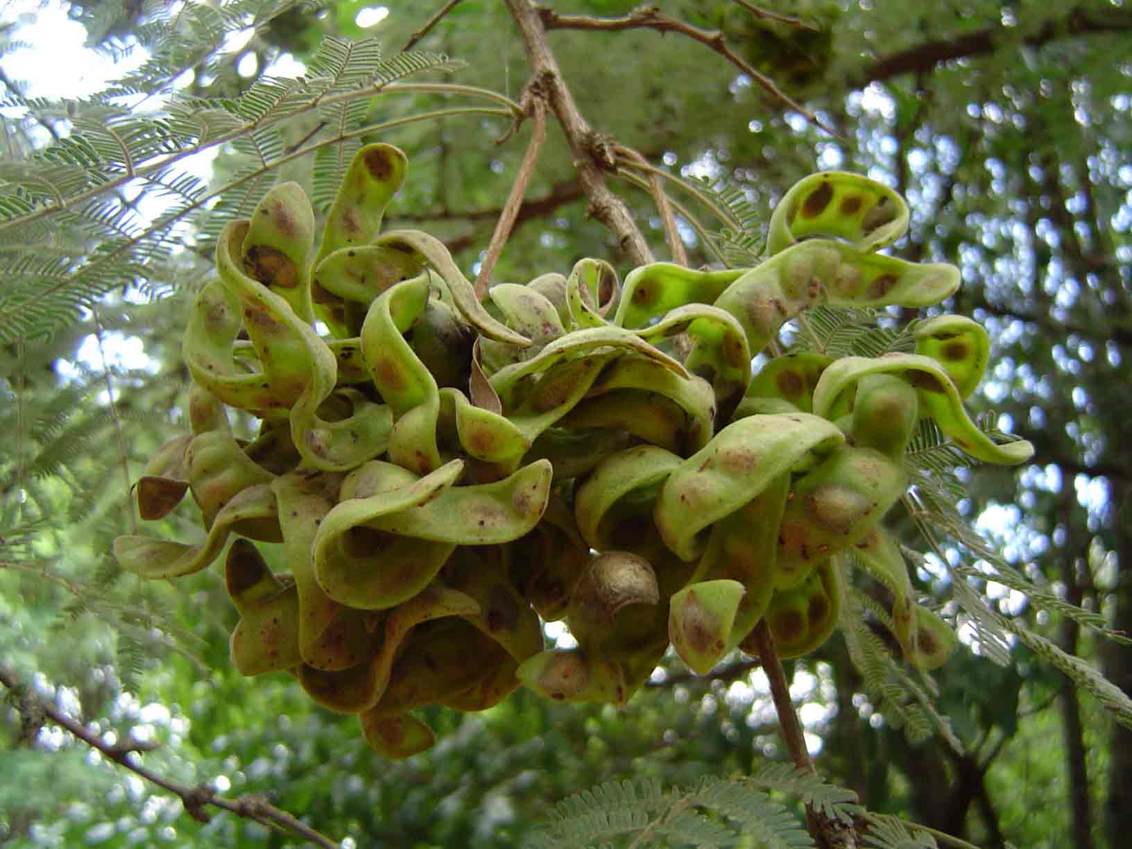 Dichrostachys cinerea Dichrostachys cinerea