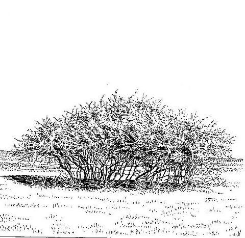 Dichrostachys cinerea