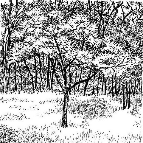 Dichrostachys cinerea