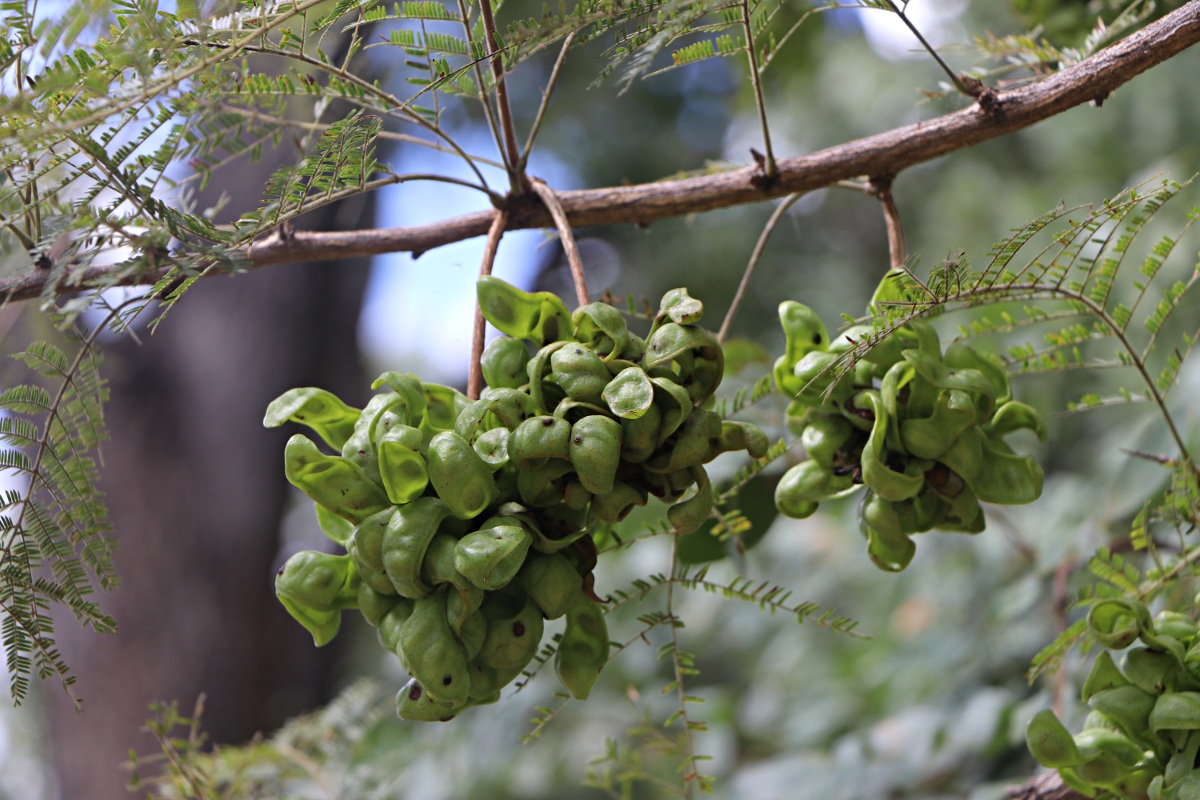 Dichrostachys cinerea