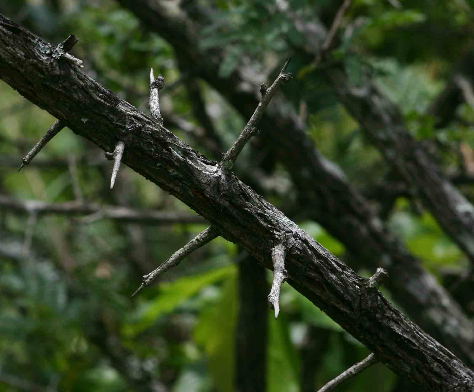 Dichrostachys cinerea