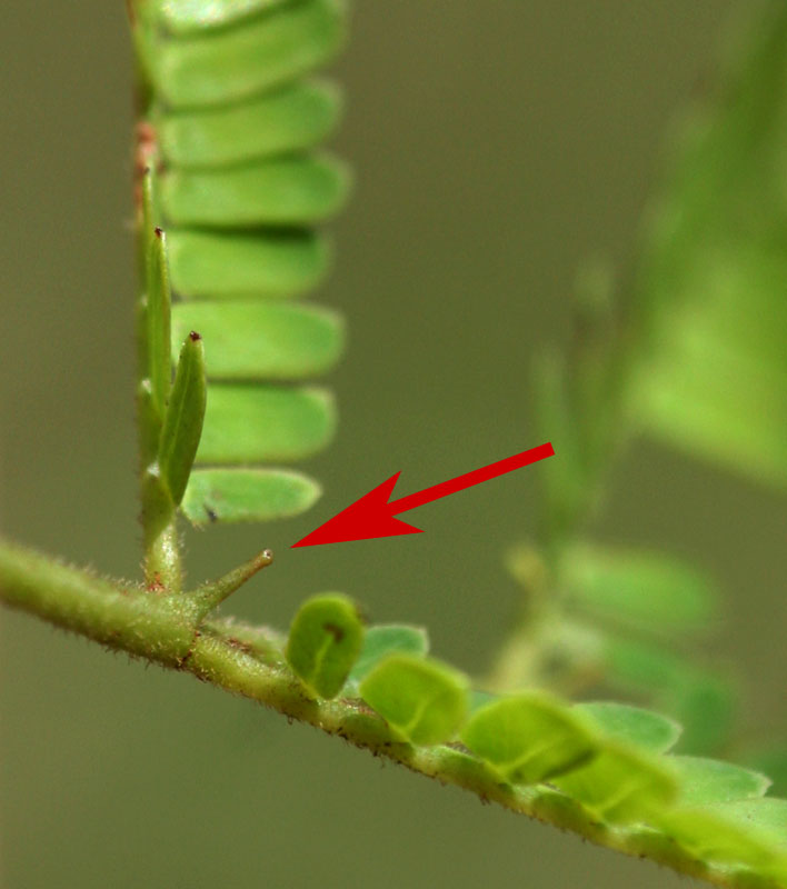 Dichrostachys cinerea