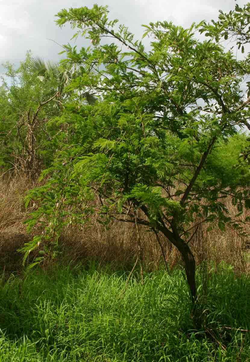 Dichrostachys cinerea