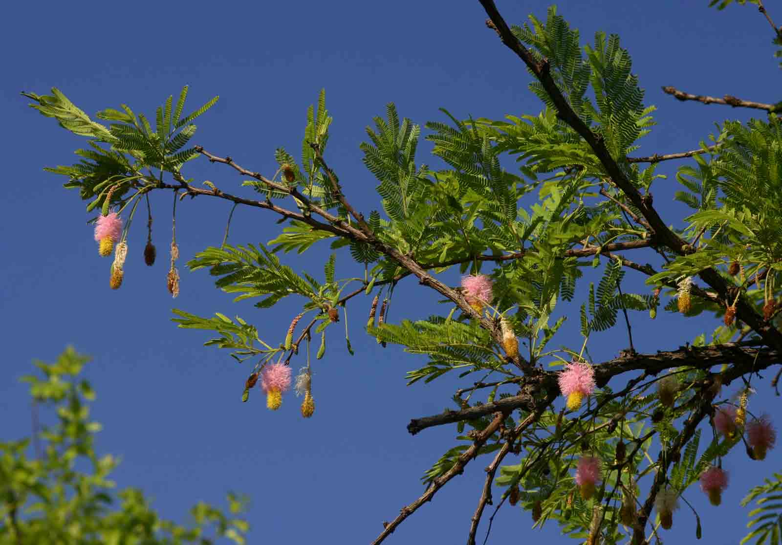 Dichrostachys cinerea Dichrostachys cinerea