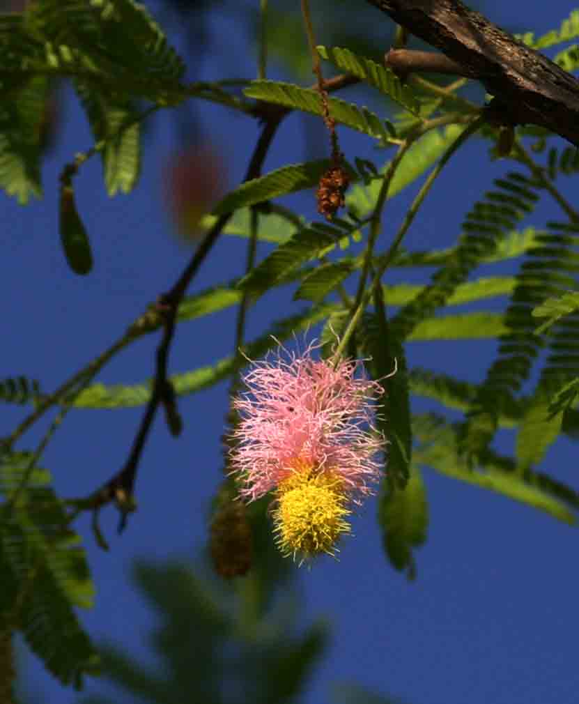 Dichrostachys cinerea