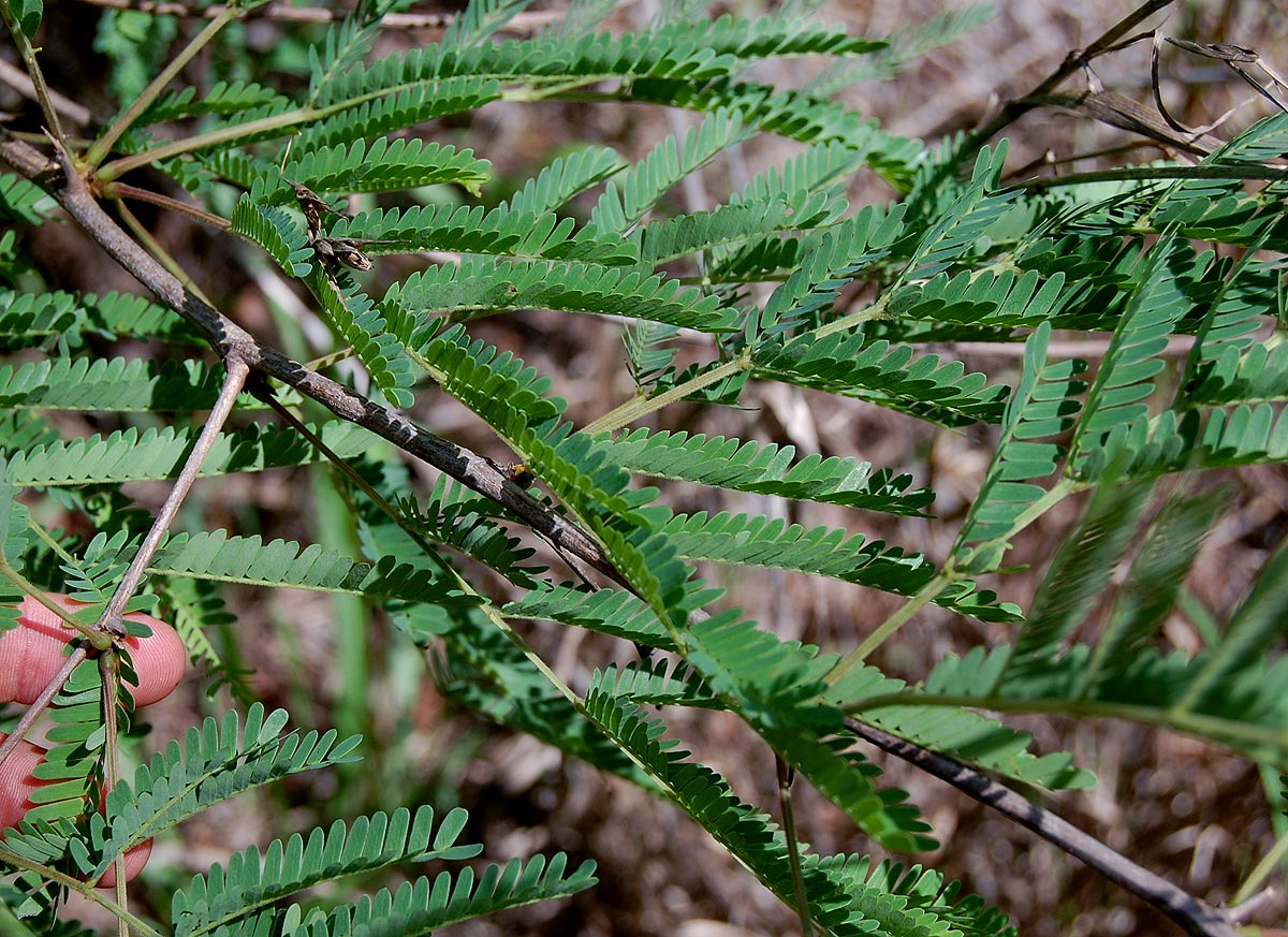 Dichrostachys cinerea