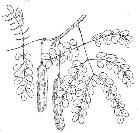 Amblygonocarpus andongensis