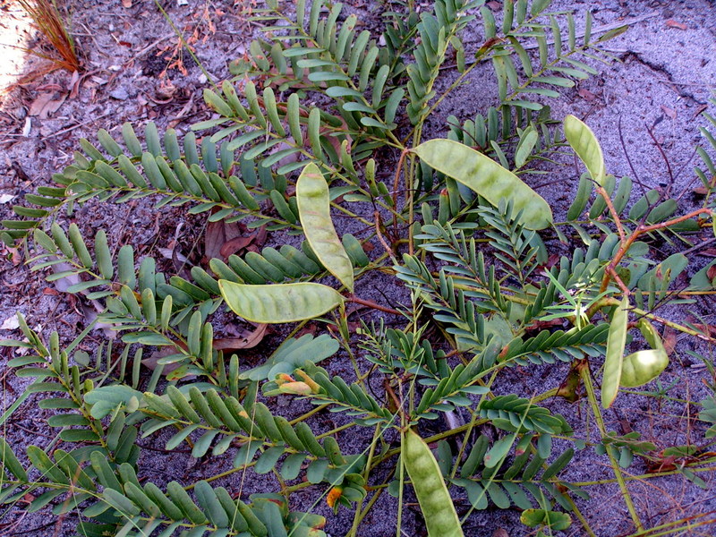 Entada arenaria subsp. arenaria
