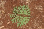 Erythrophleum africanum