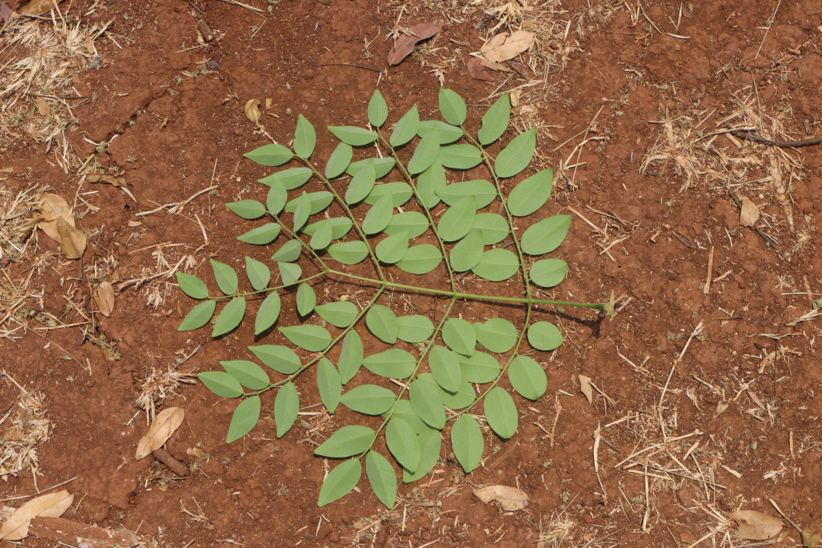 Erythrophleum africanum