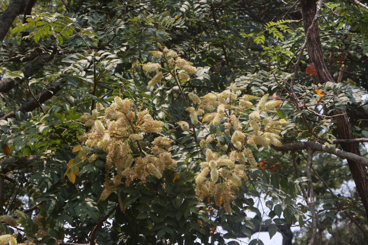 Erythrophleum africanum
