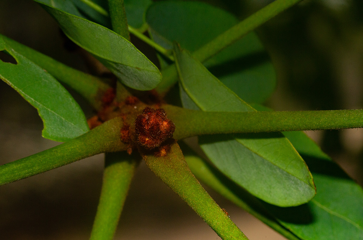 Burkea africana Burkea africana
