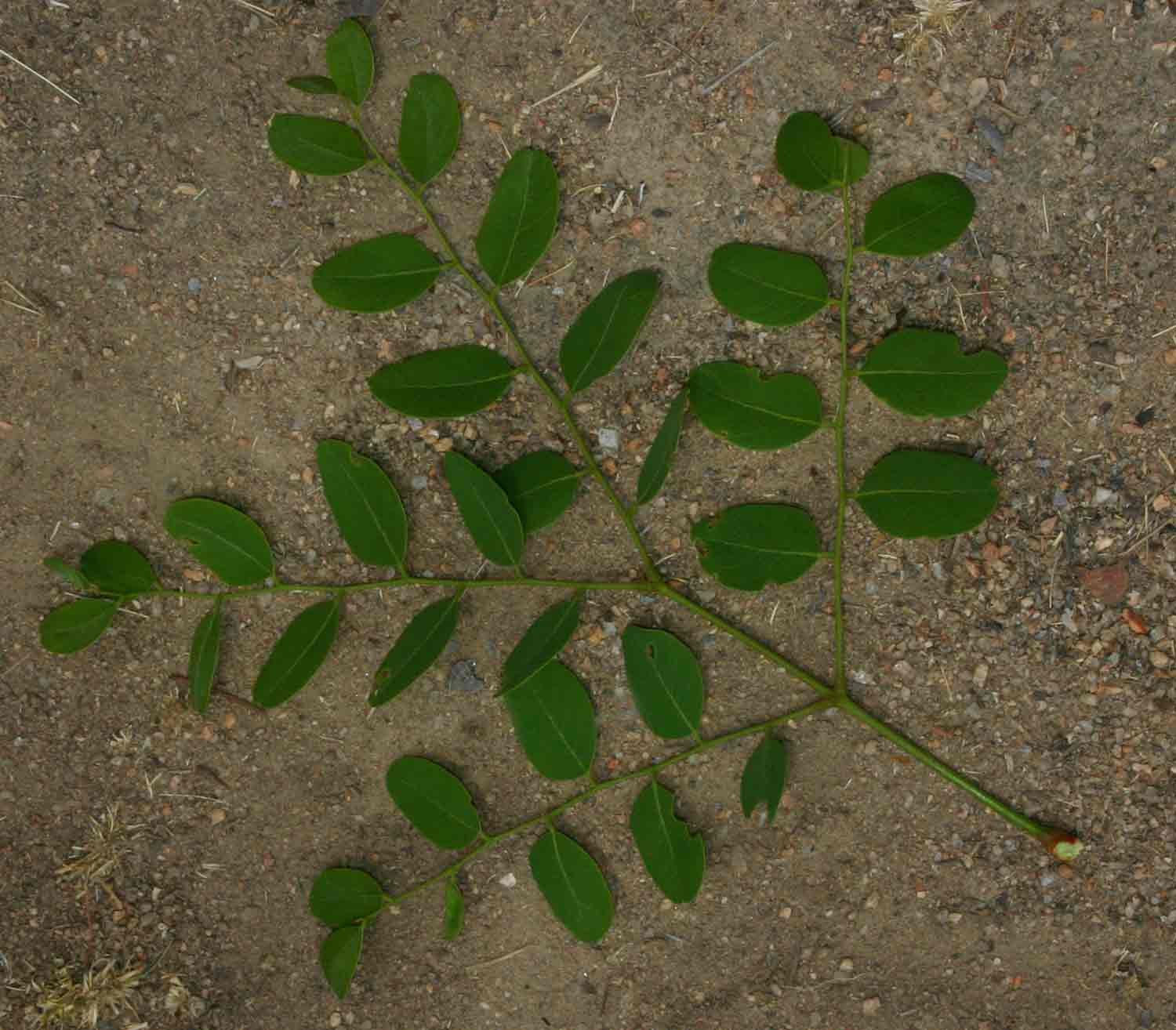 Burkea africana Burkea africana