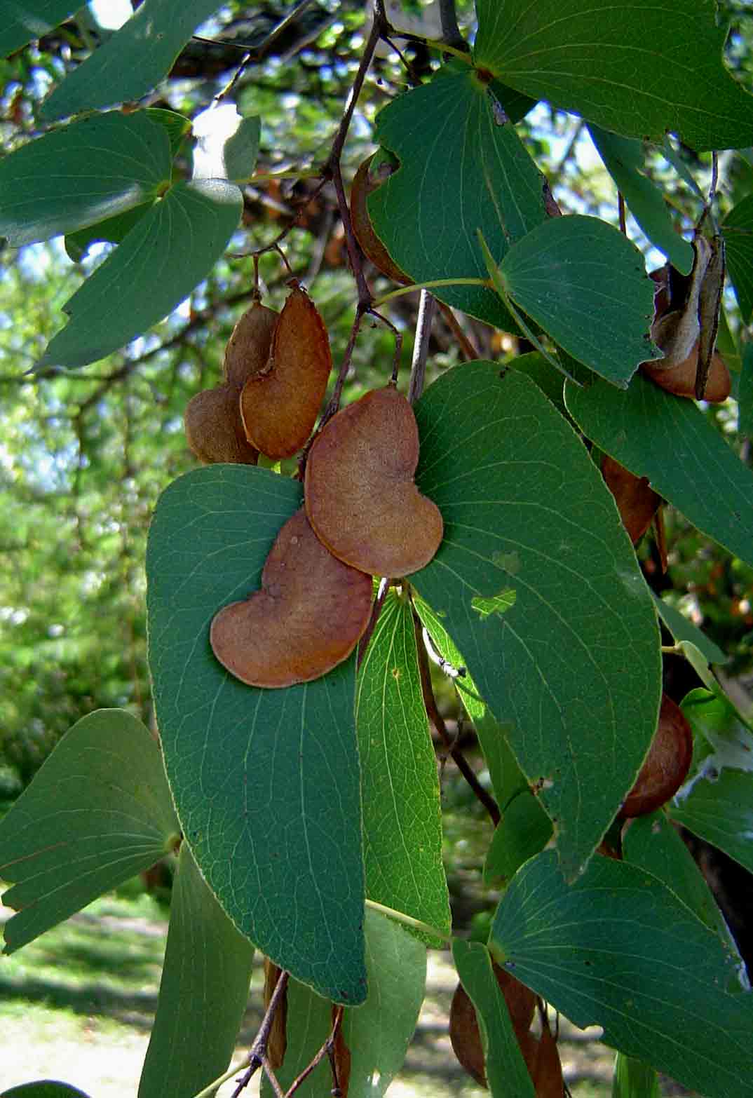Colophospermum mopane