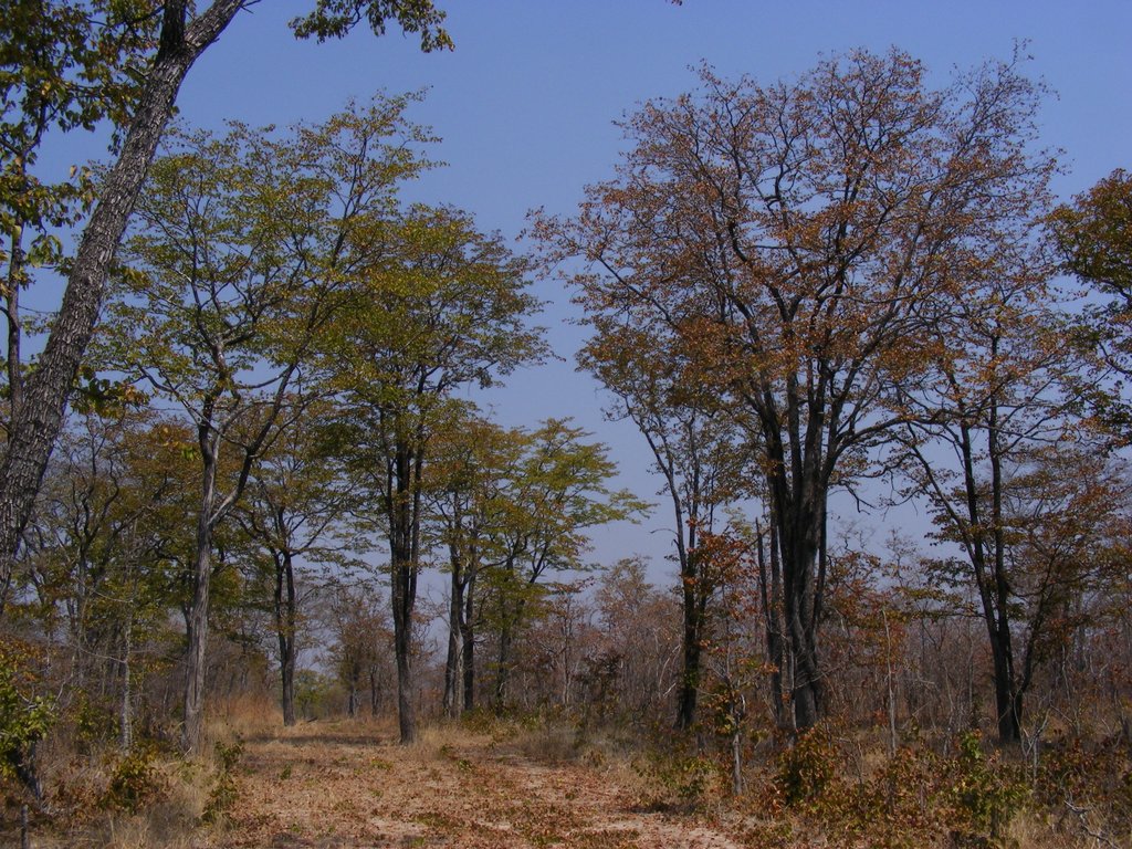 Colophospermum mopane Colophospermum mopane