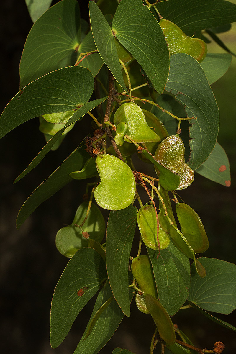 Colophospermum mopane