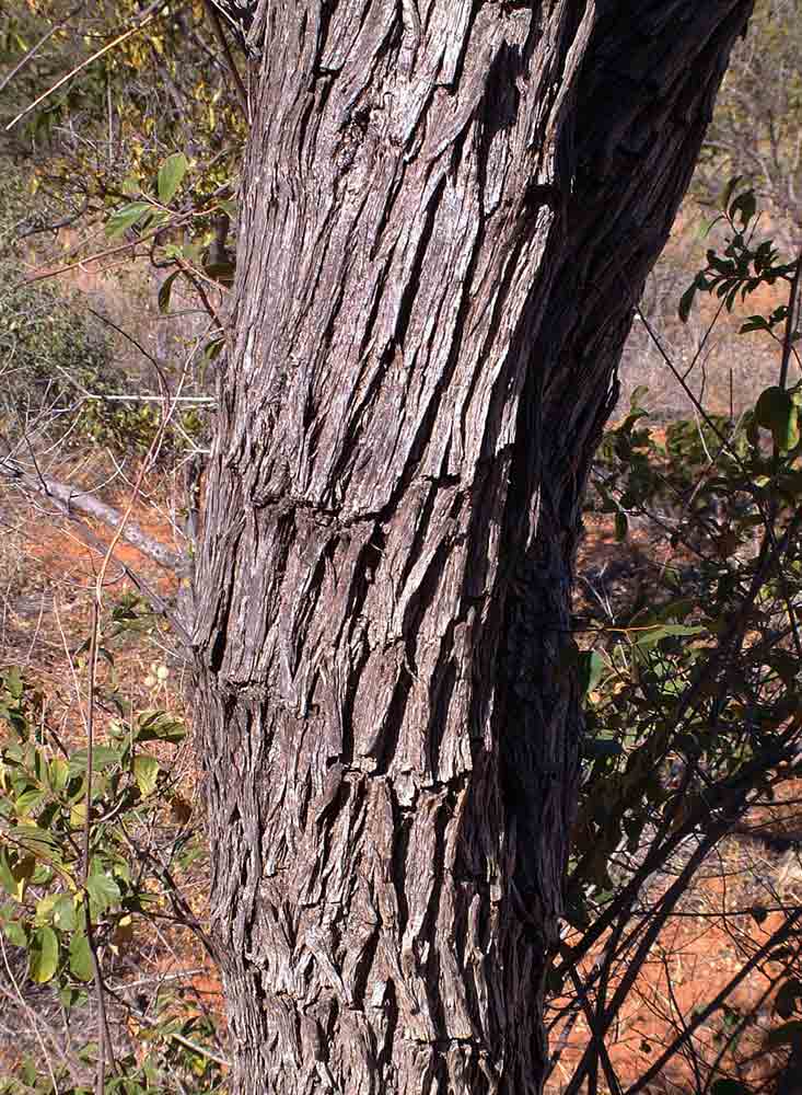 Colophospermum mopane Colophospermum mopane
