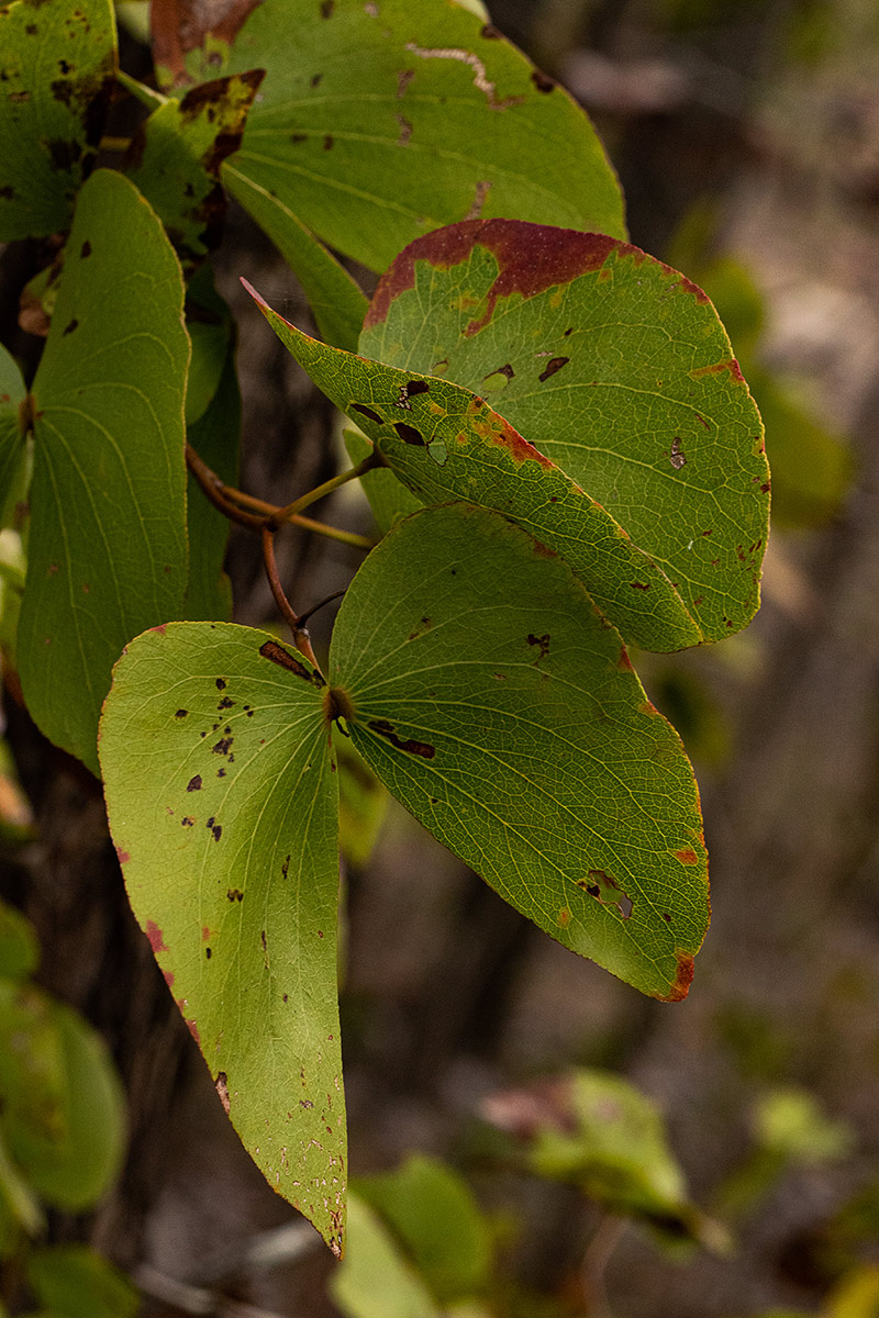 Colophospermum mopane