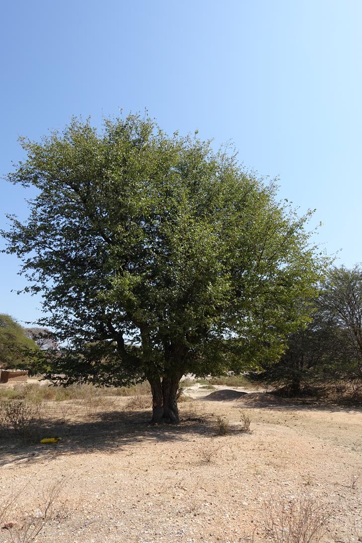 Colophospermum mopane Colophospermum mopane