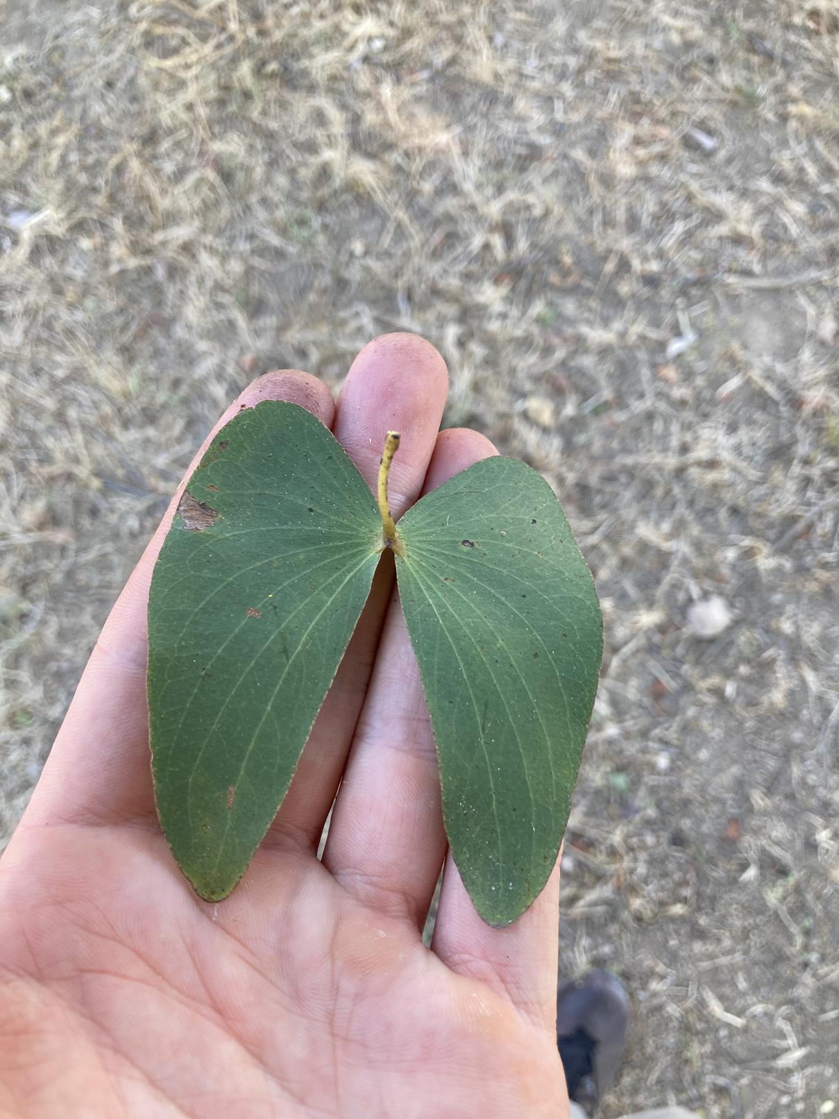 Colophospermum mopane Colophospermum mopane