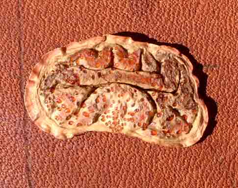 Colophospermum mopane Colophospermum mopane