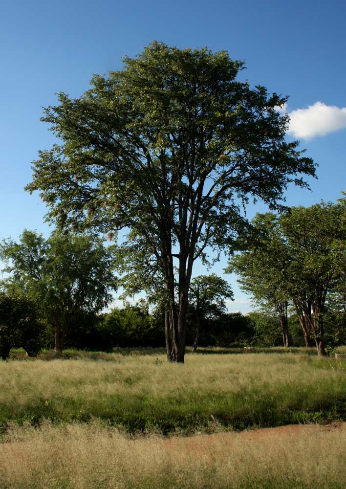 Colophospermum mopane