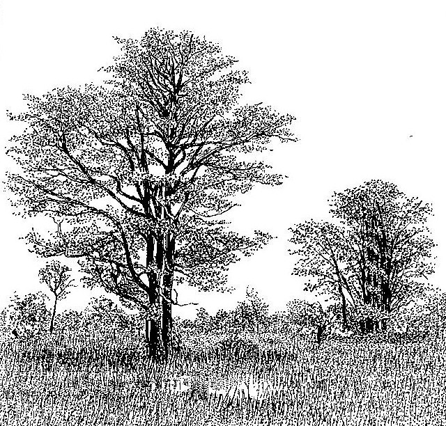 Colophospermum mopane Colophospermum mopane