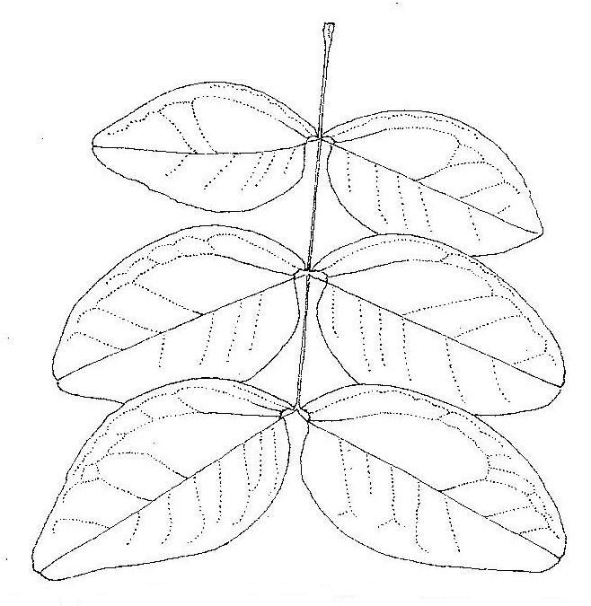 Brachystegia manga Brachystegia manga