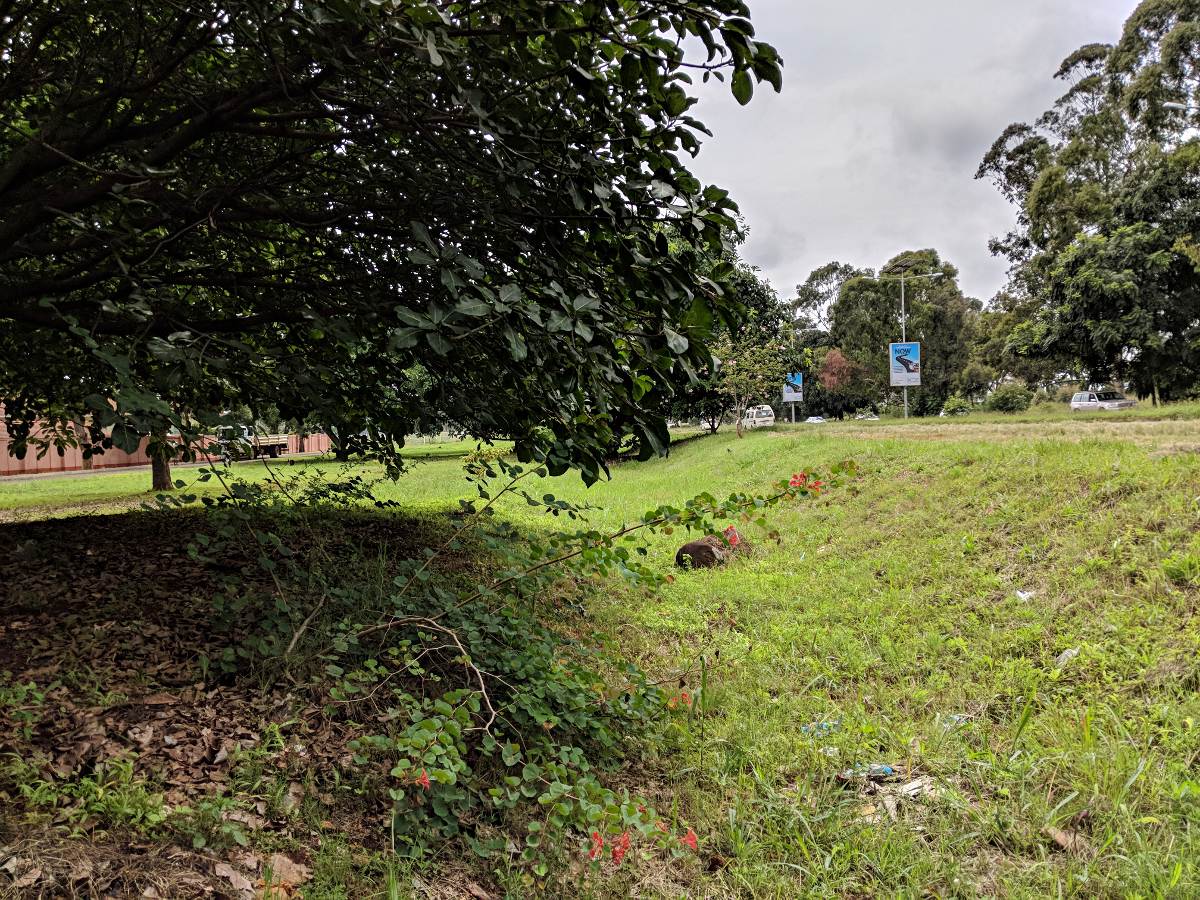 Bauhinia galpinii Bauhinia galpinii