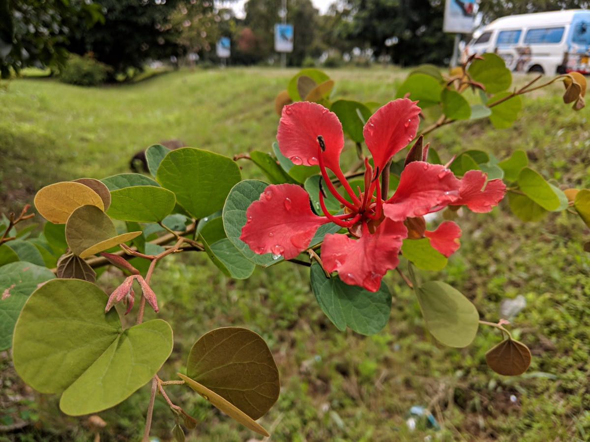 Bauhinia galpinii