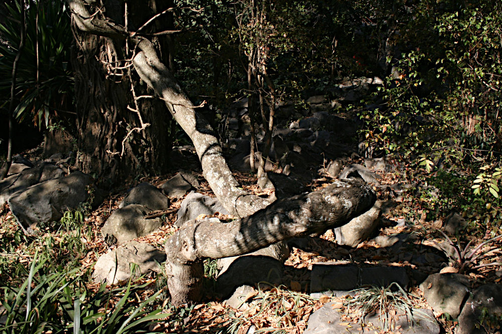Bauhinia galpinii Bauhinia galpinii