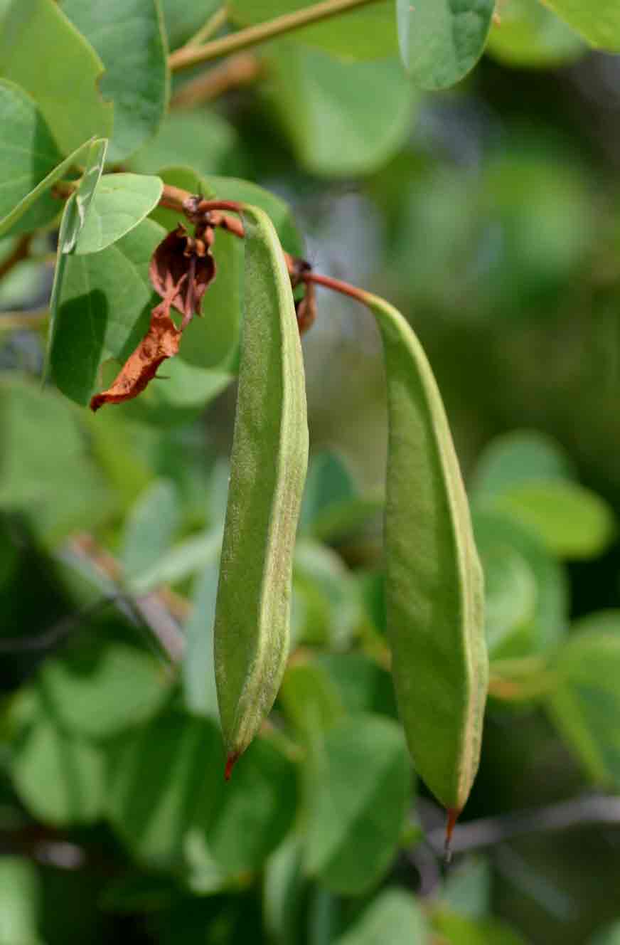 Bauhinia galpinii Bauhinia galpinii