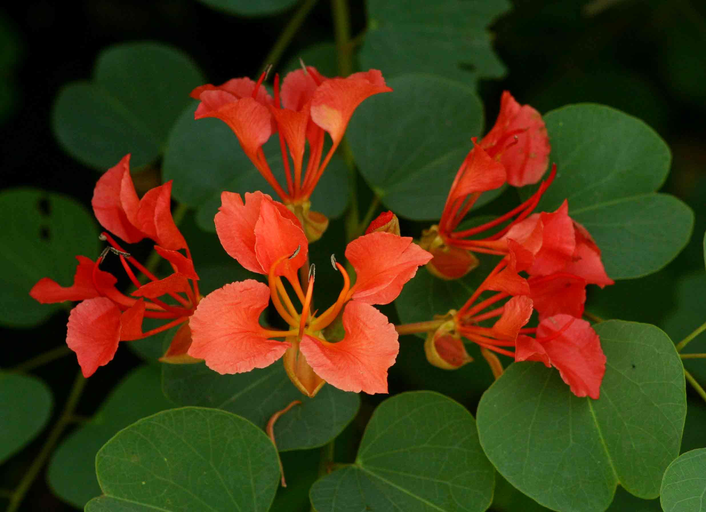 Bauhinia galpinii Bauhinia galpinii