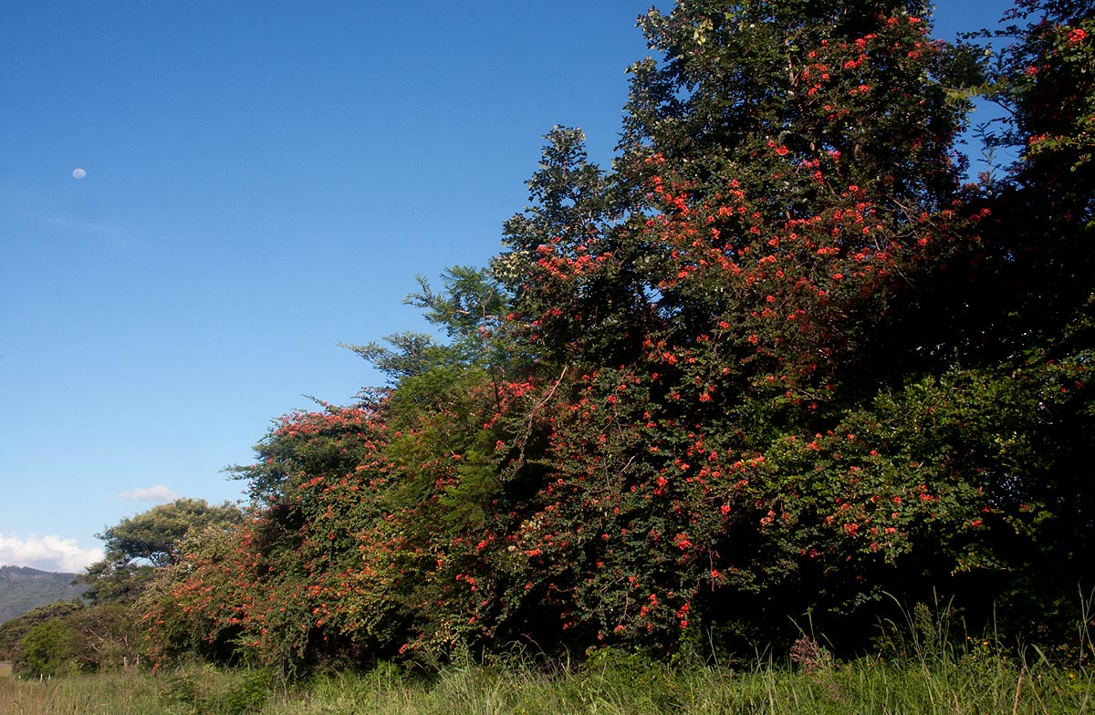 Bauhinia galpinii Bauhinia galpinii