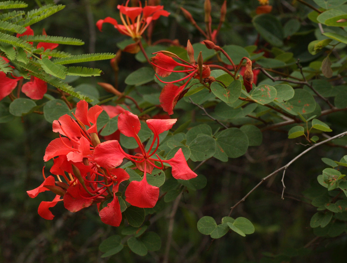 Bauhinia galpinii Bauhinia galpinii