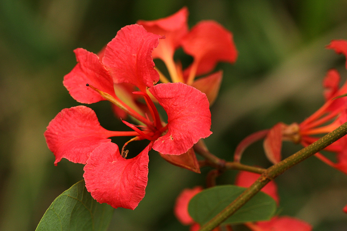 Bauhinia galpinii Bauhinia galpinii