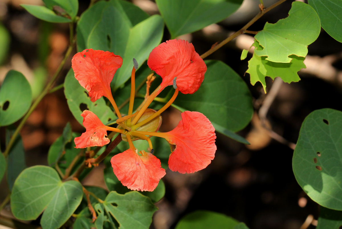 Bauhinia galpinii Bauhinia galpinii