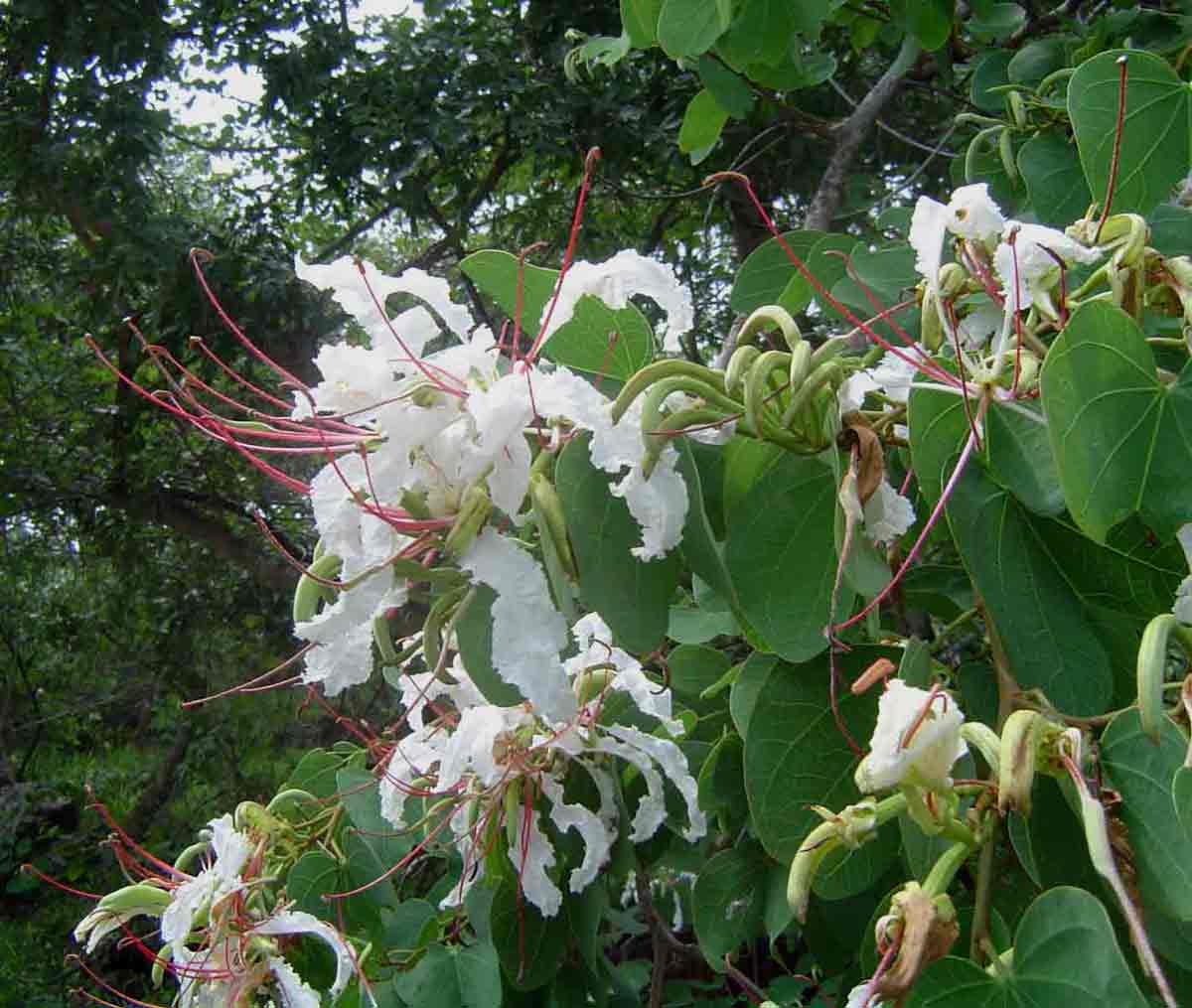 Bauhinia petersiana