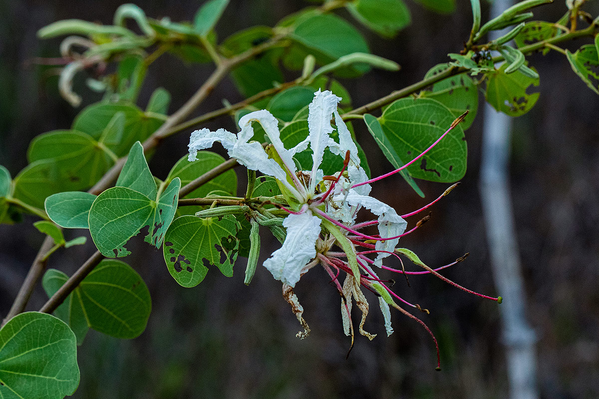 Bauhinia petersiana