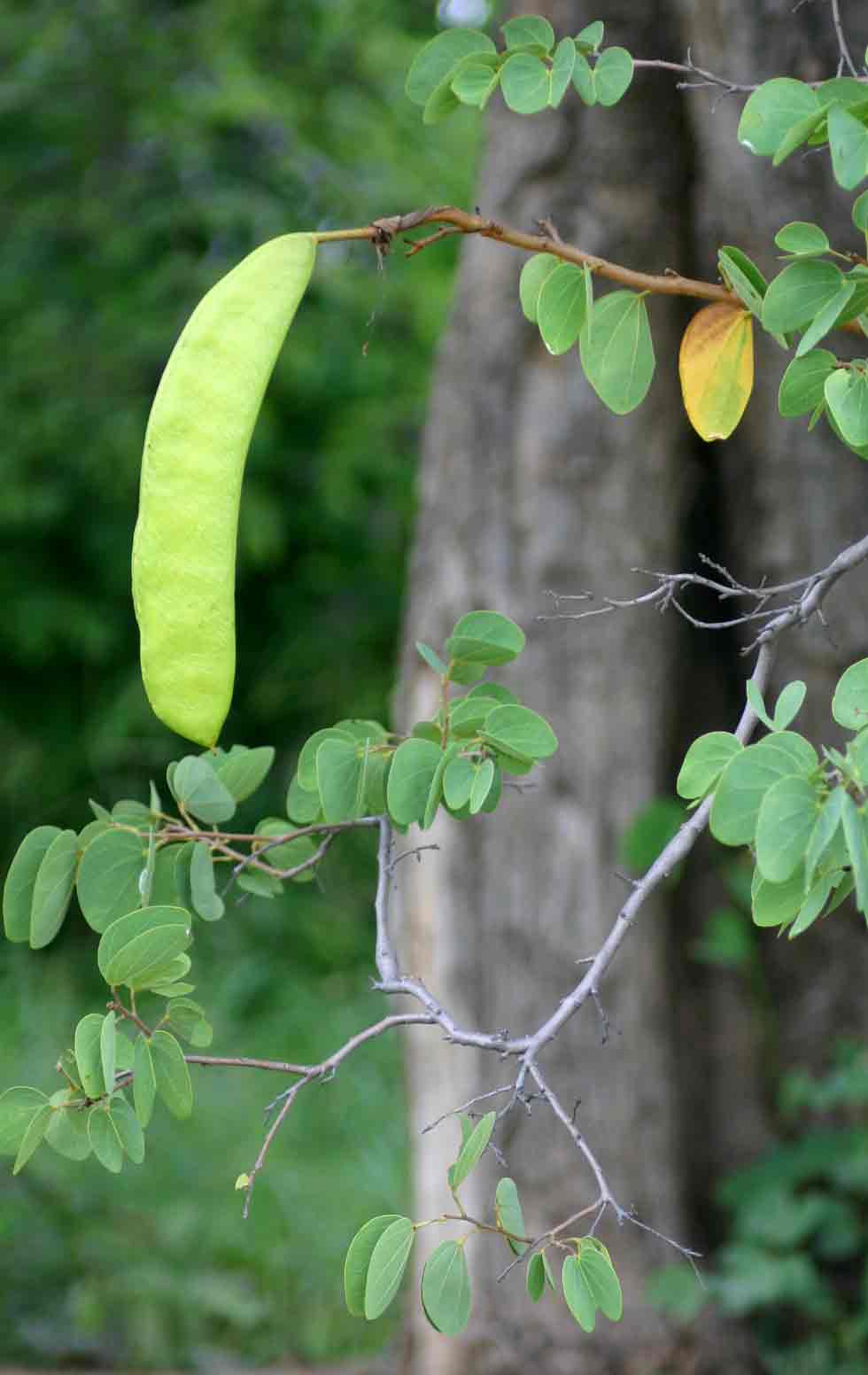 Bauhinia petersiana
