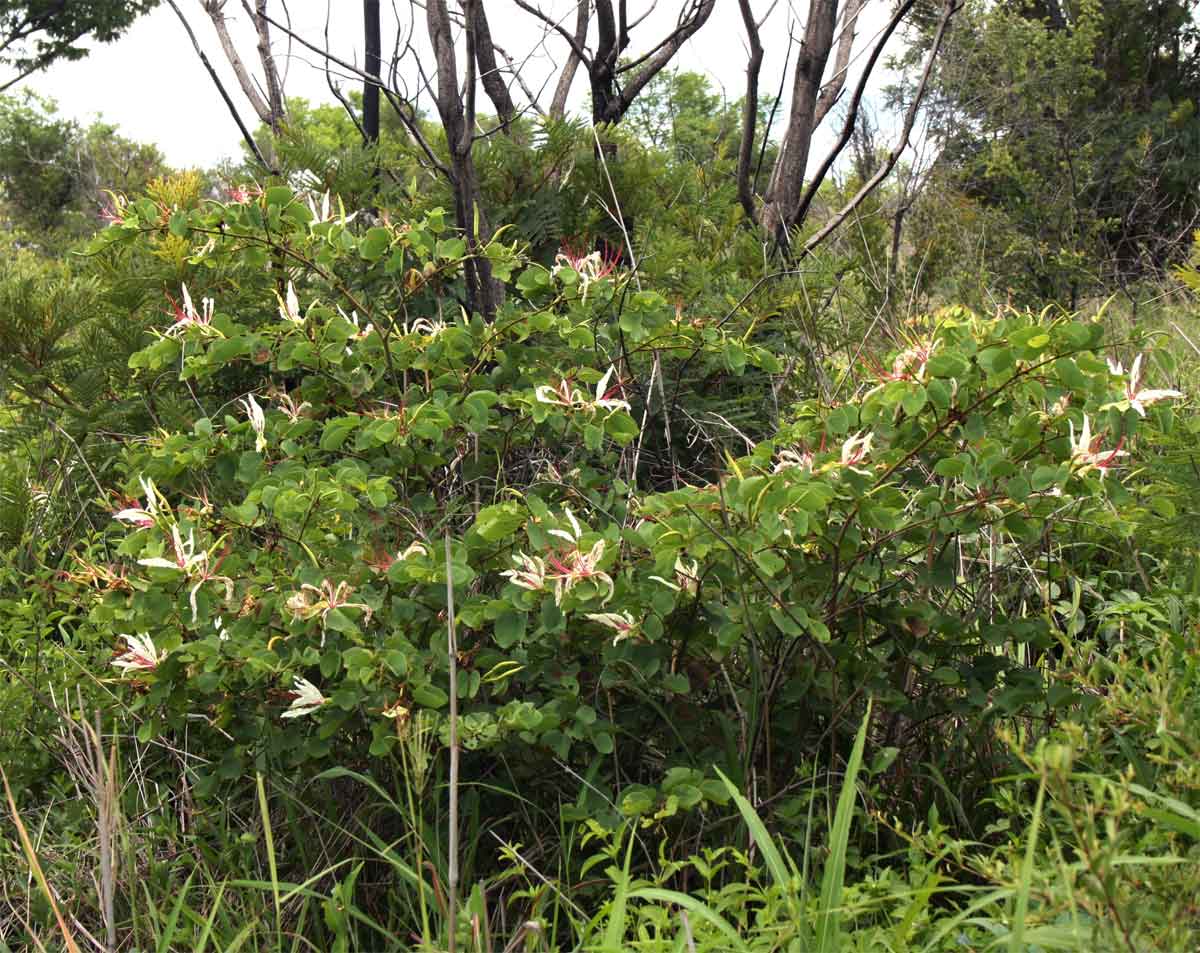 Bauhinia petersiana
